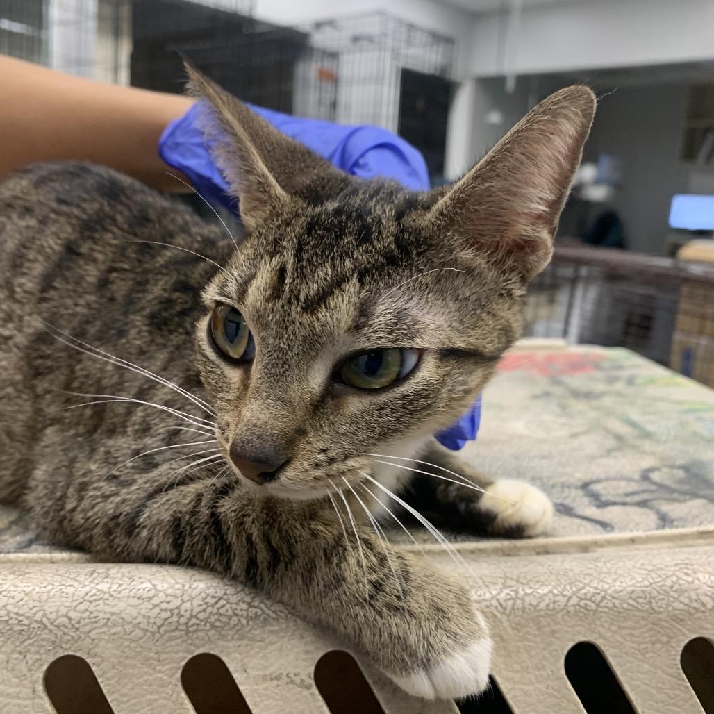 Jazz, a Adoptable Domestic Short Hair in Westminster, CA image 2/2