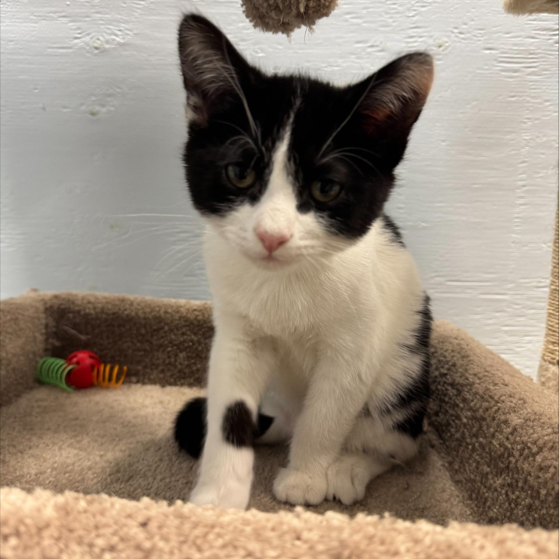 Enlarge Prince, an adopted Domestic Short Hair in Mission, BC image 2/2