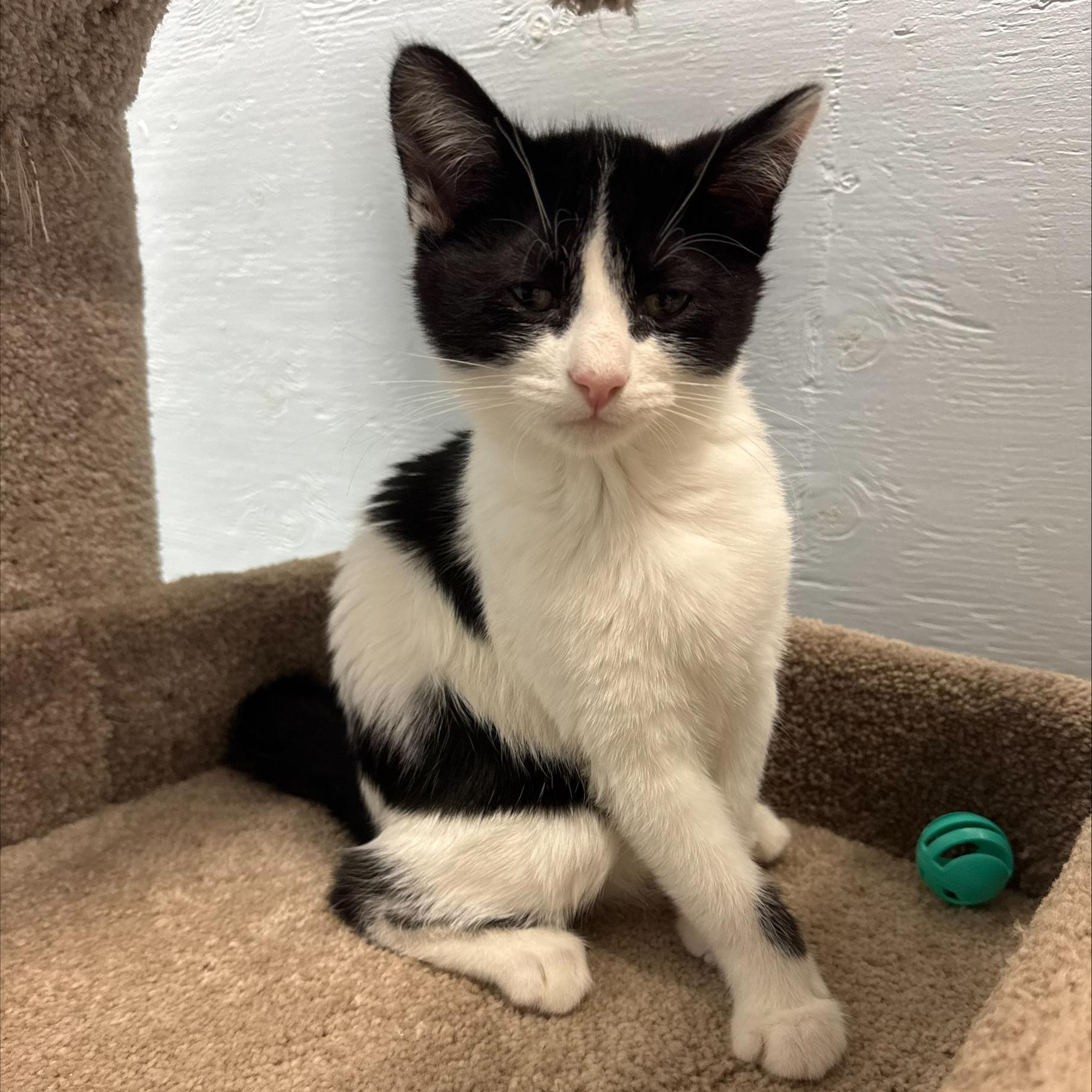 Enlarge Prince, an adopted Domestic Short Hair in Mission, BC image 1/2