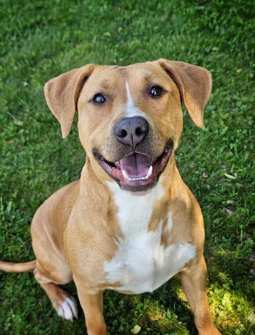 Reed, ADOPTABLE, Adult Male Boxer & Labrador Retriever.