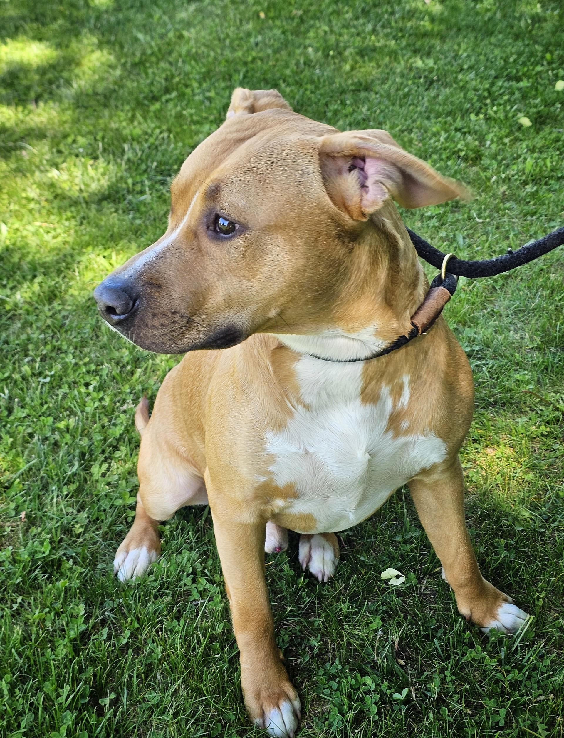 Reed, a ADOPTABLE mixed breed in Bay City, MI image 4/4