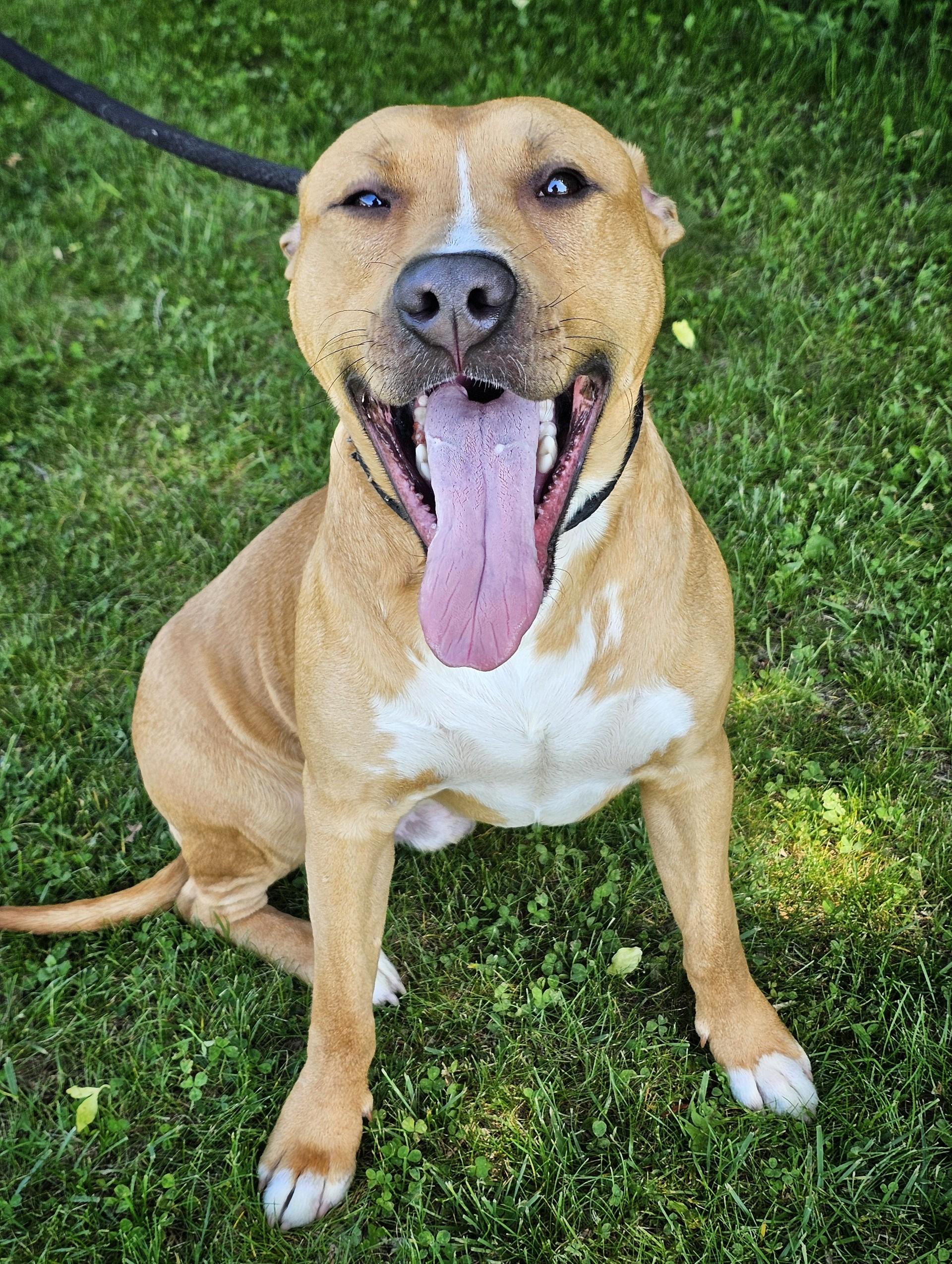 Reed, a ADOPTABLE mixed breed in Bay City, MI image 2/4