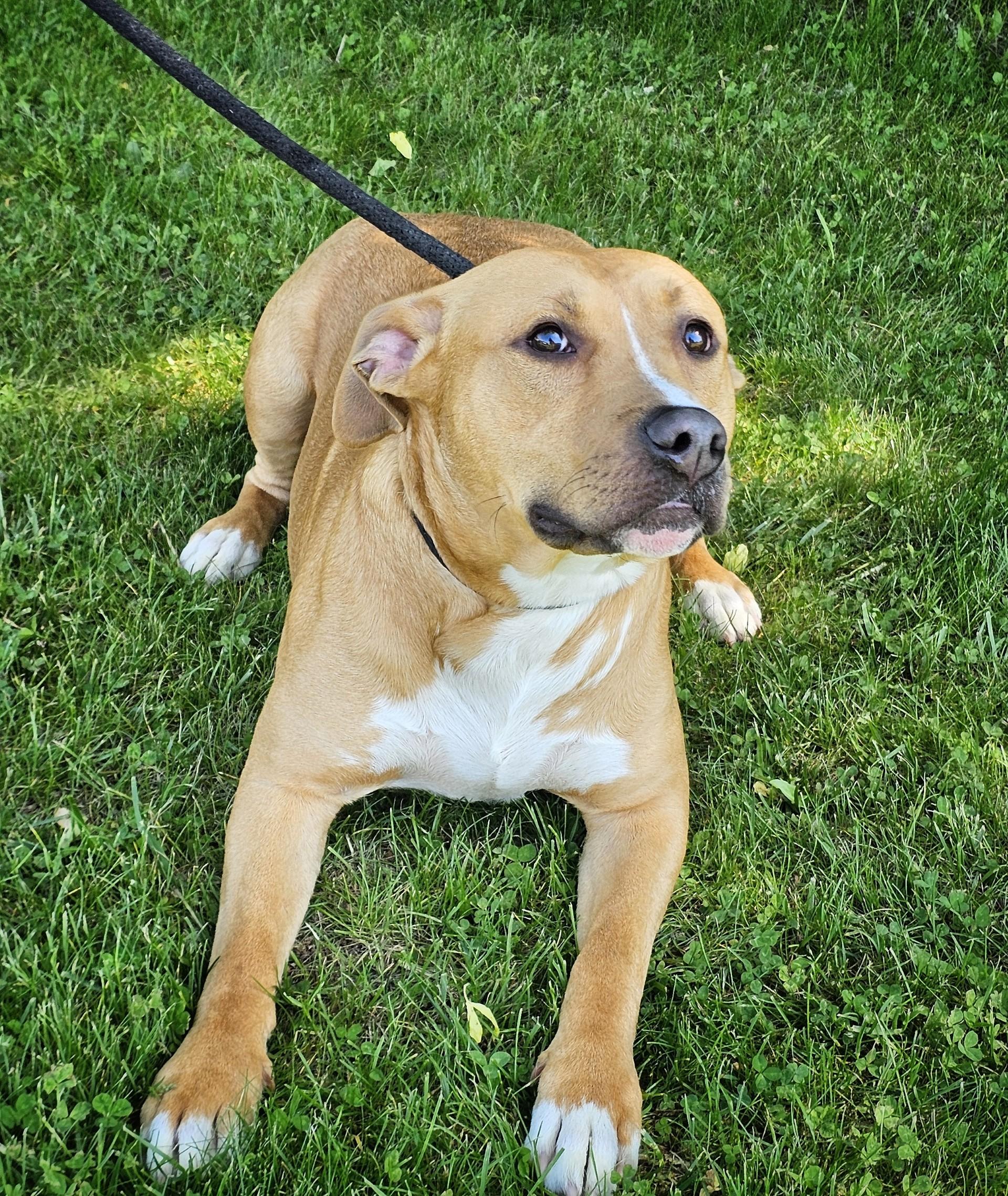 Reed, a ADOPTABLE mixed breed in Bay City, MI image 3/4