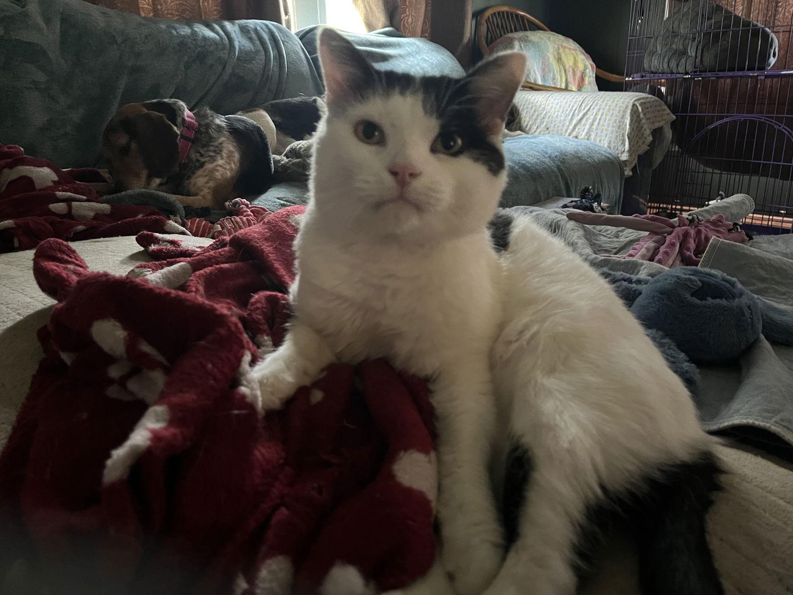 Frankie, a Adoptable Domestic Short Hair in Clinton, MI image 1/3