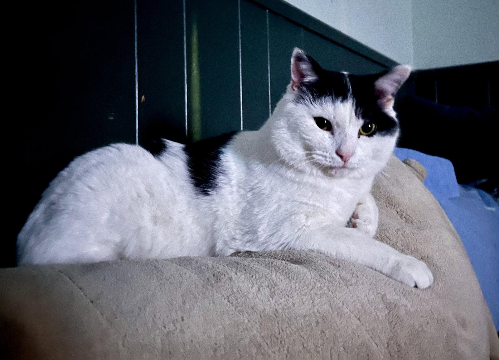Frankie, Adoptable, Young Male Domestic Short Hair.