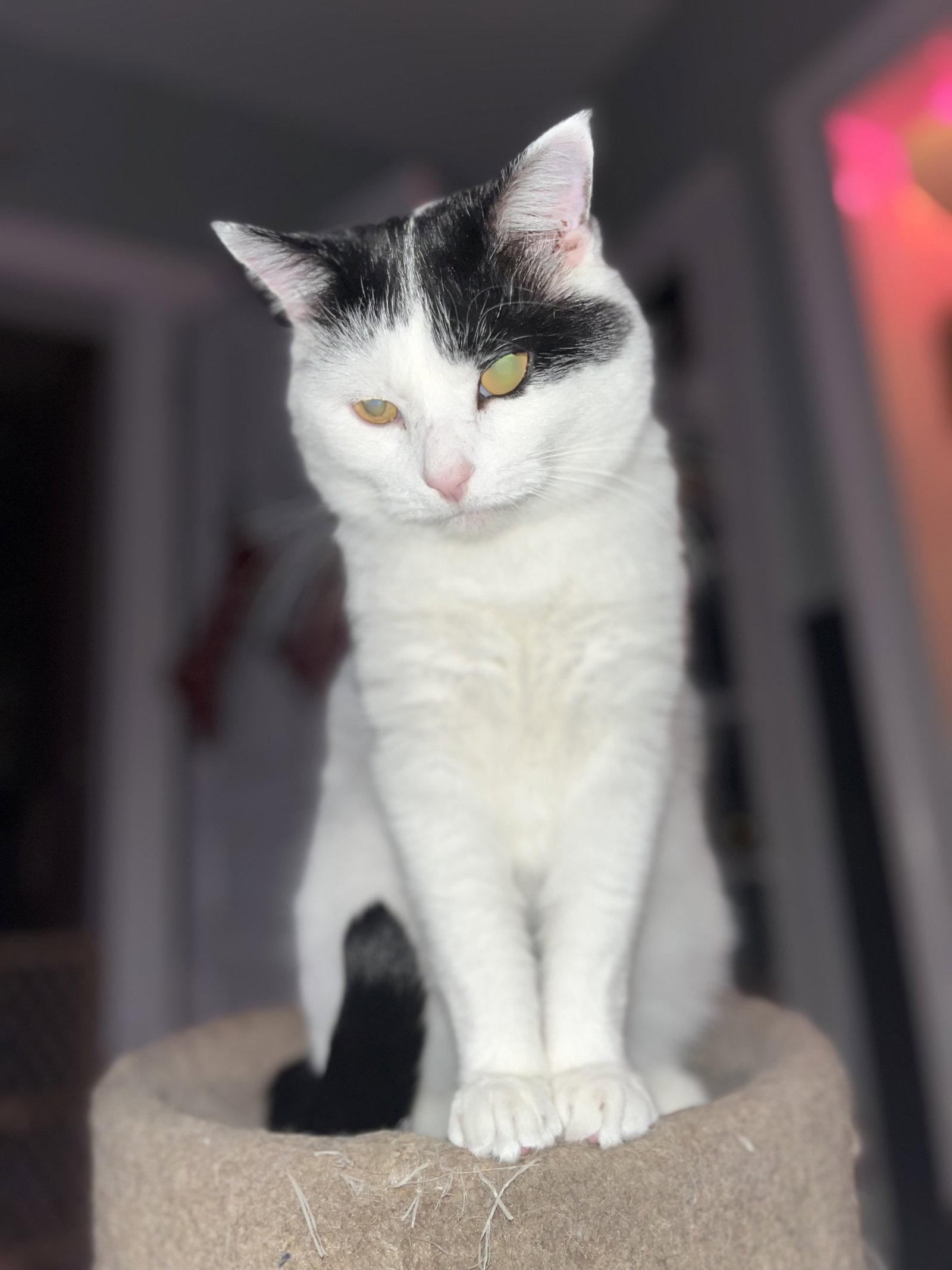 Frankie, a Adoptable Domestic Short Hair in Clinton, MI image 2/3