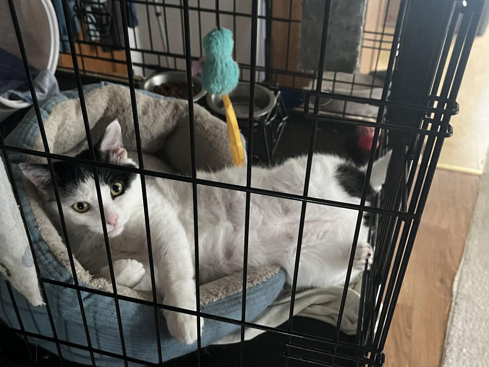 Frankie, a Adoptable Domestic Short Hair in Clinton, MI image 2/3