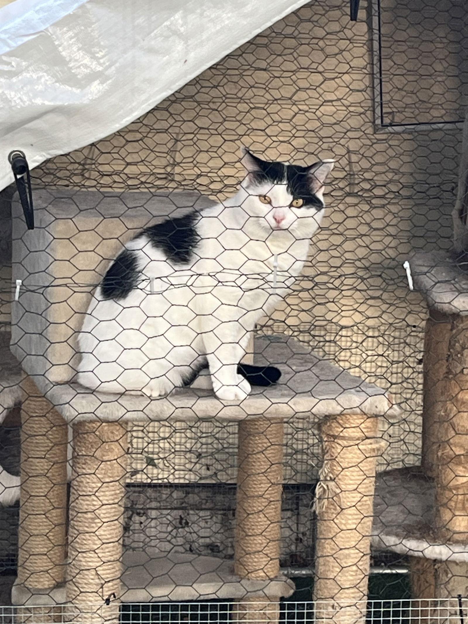 Enlarge Frankie, a Adoptable Domestic Short Hair in Clinton, MI image 3/3