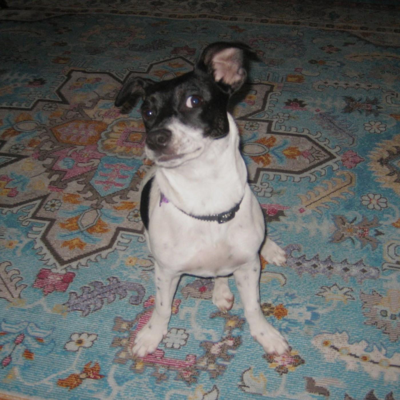 Enlarge Sally, a Adoptable mixed breed in Eugene, OR image 2/3