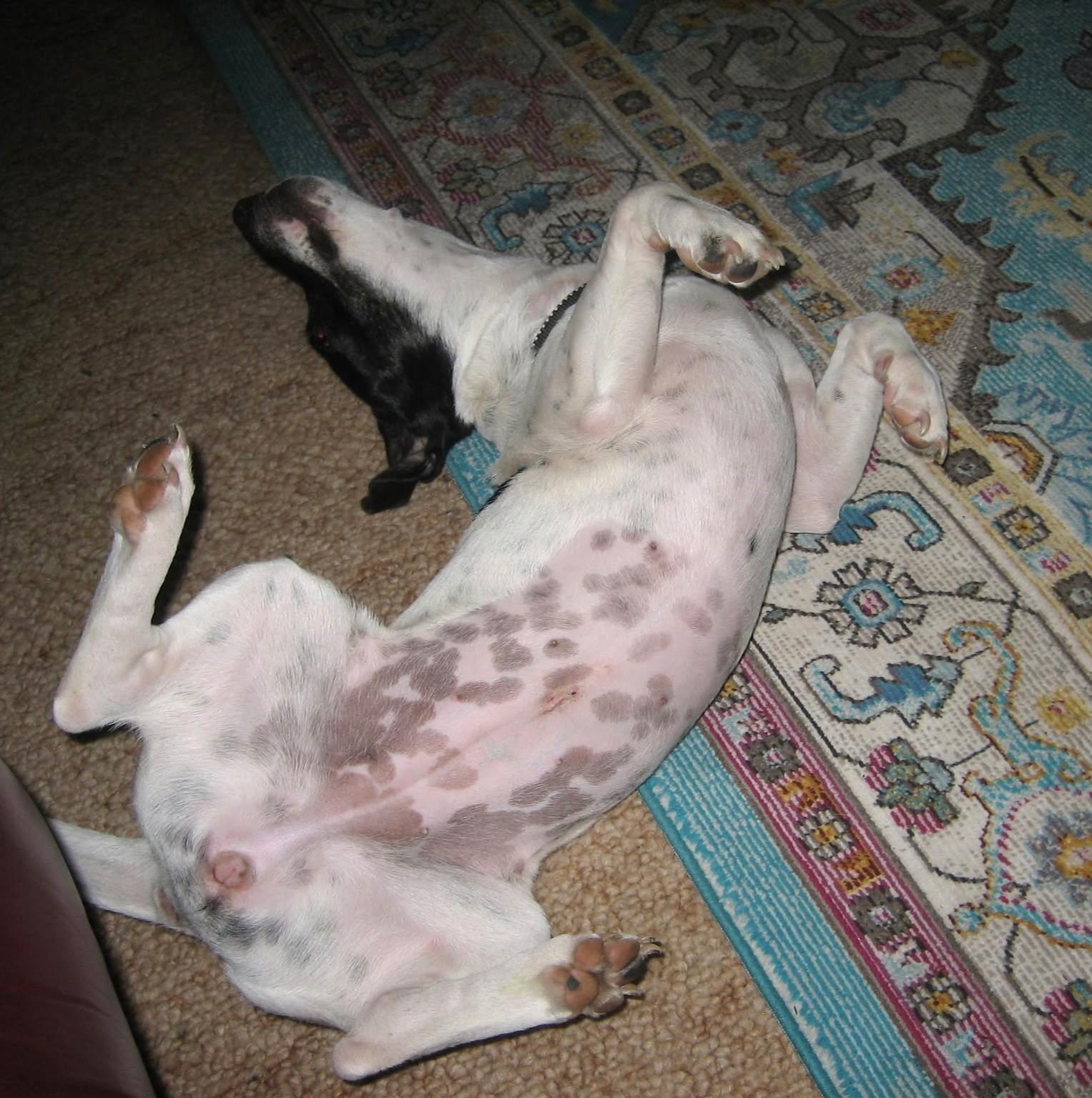 Enlarge Sally, a Adoptable mixed breed in Eugene, OR image 3/3