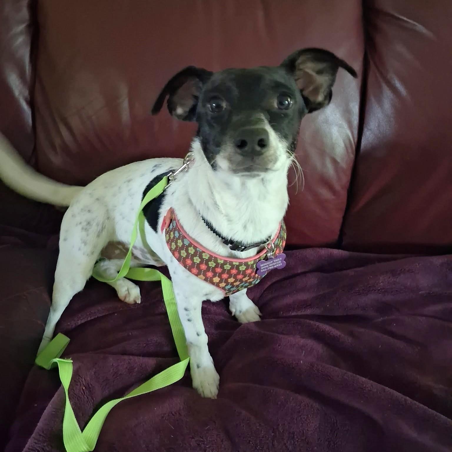 Enlarge Sally, a Adoptable mixed breed in Eugene, OR image 1/3