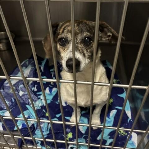 Velvetta, ADOPTABLE, Adult Female Rat Terrier.