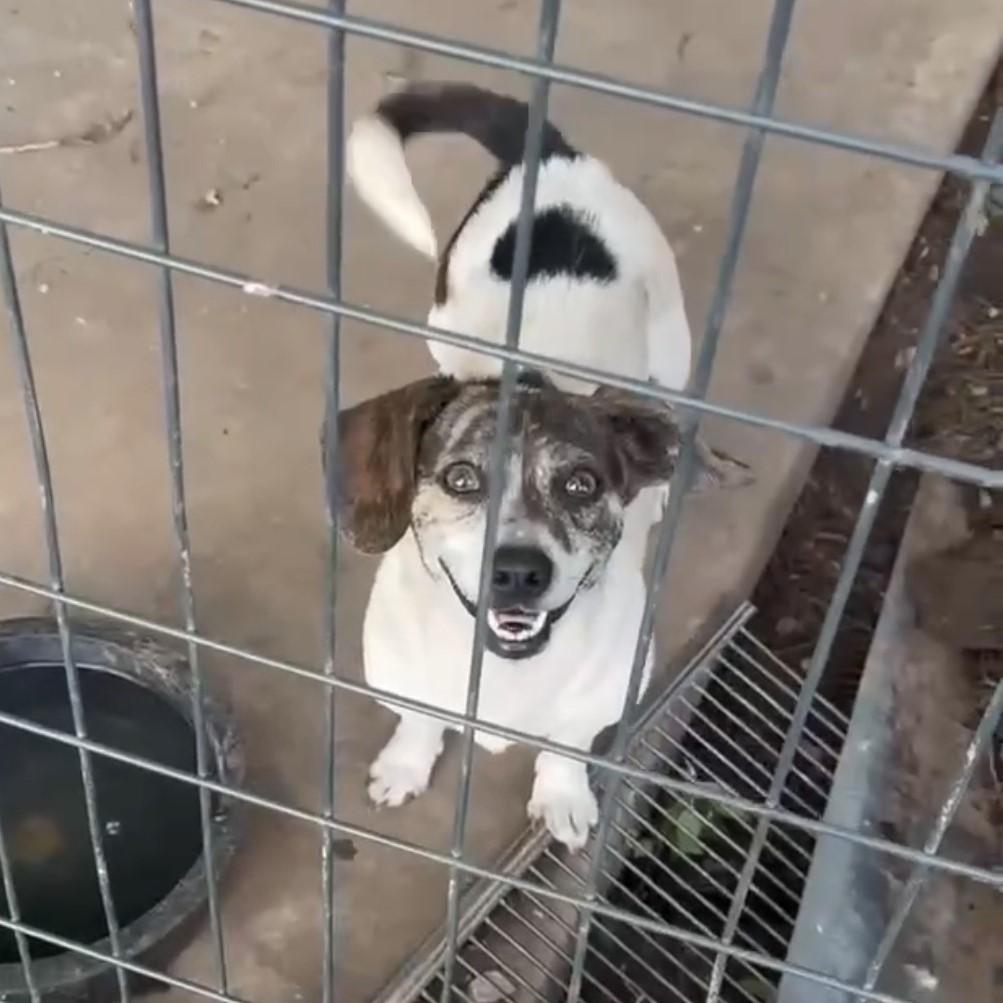 Enlarge Velvetta, a ADOPTABLE mixed breed in Tulsa, OK image 2/2