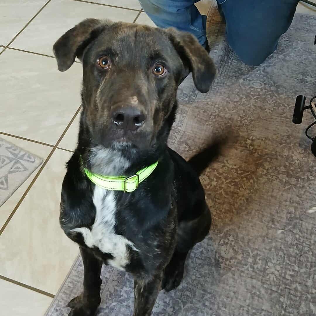 Enlarge Shadow , a ADOPTABLE mixed breed in Saugerties, NY image 2/4