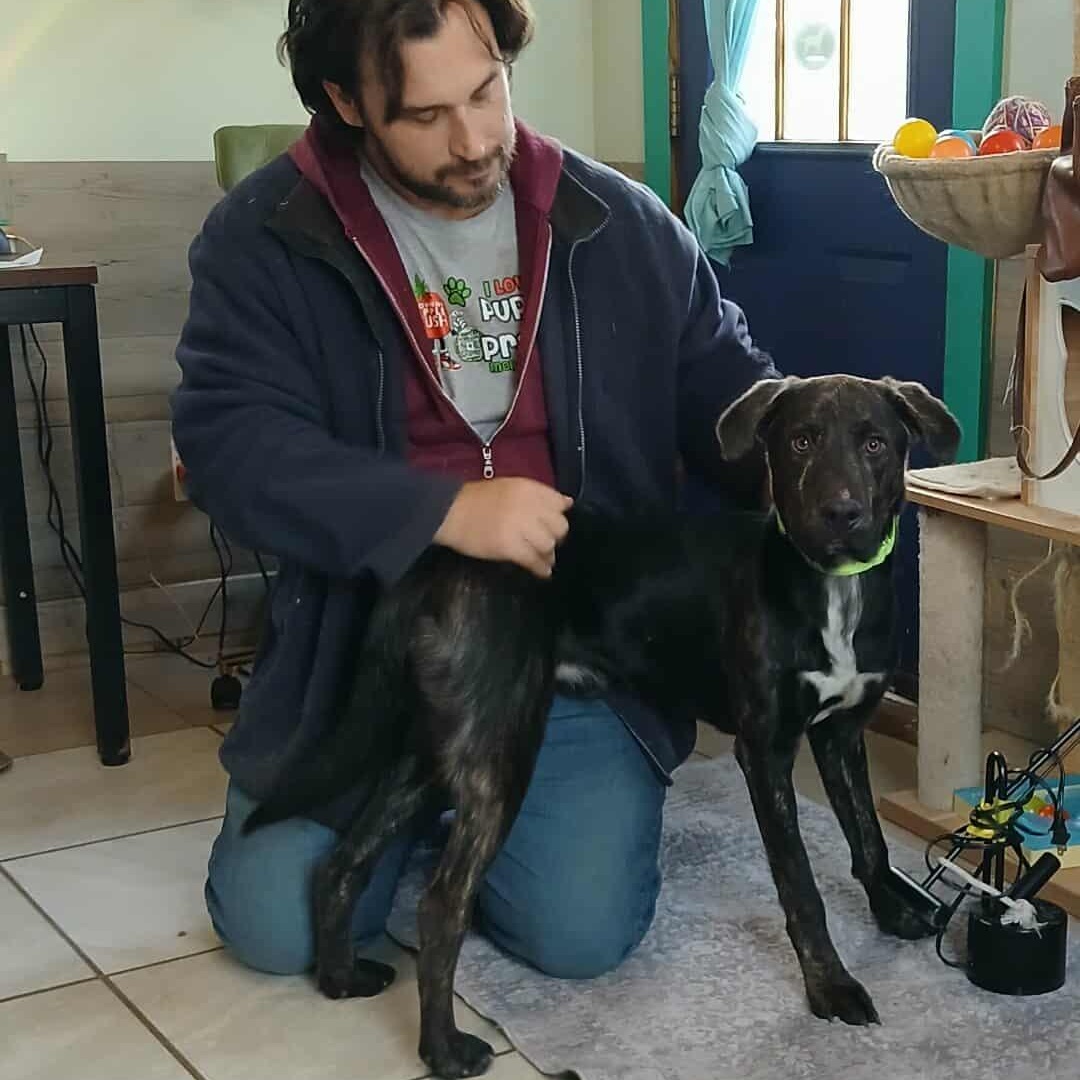 Enlarge Shadow , a ADOPTABLE mixed breed in Saugerties, NY image 3/4