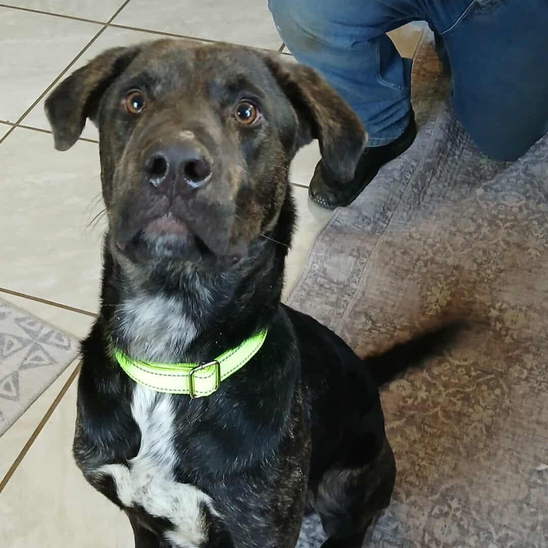 Shadow , ADOPTABLE, Young Male Mixed Breed.