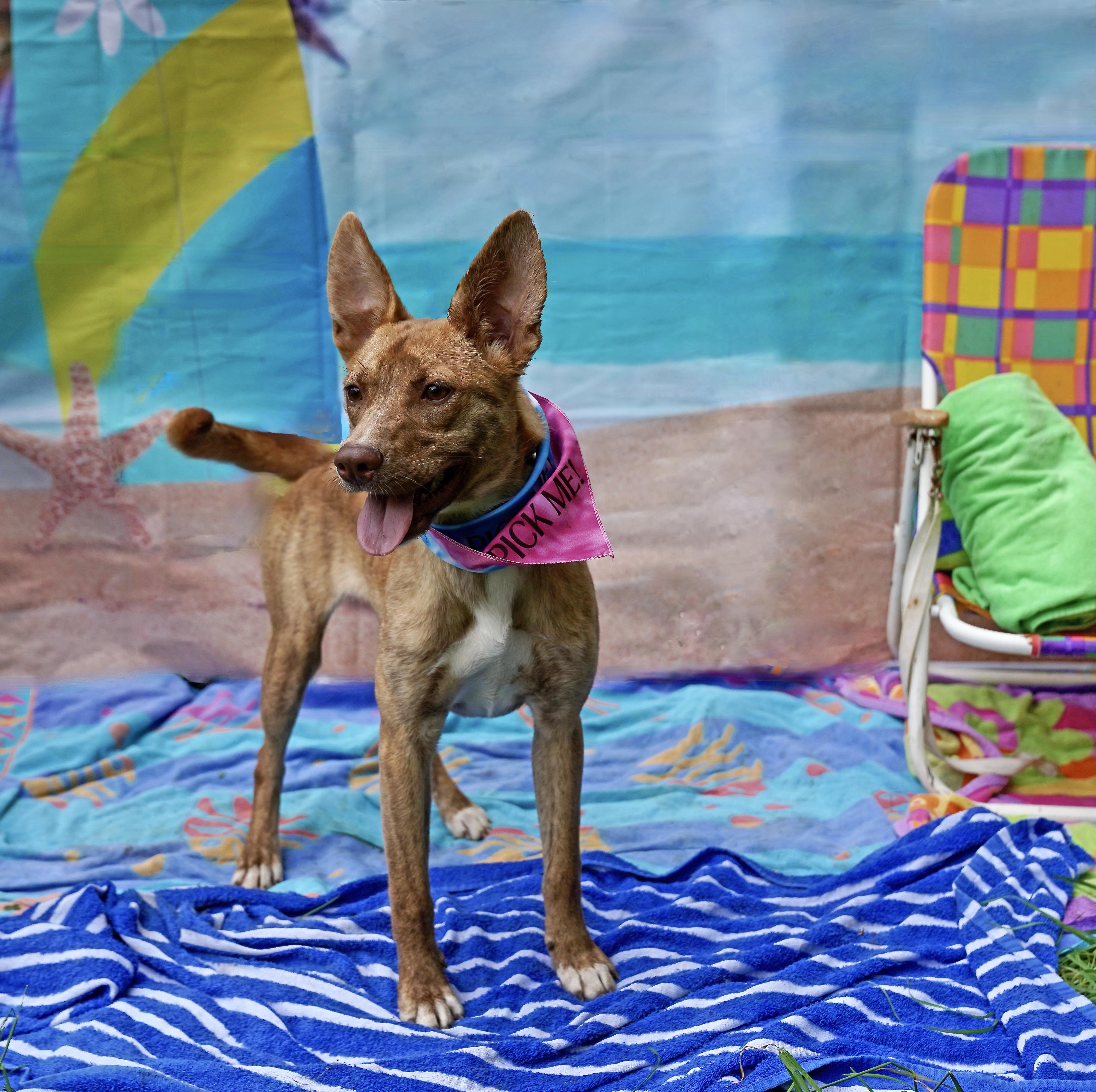 Enlarge Hazelnut, a Adoptable mixed breed in Toney, AL image 1/6