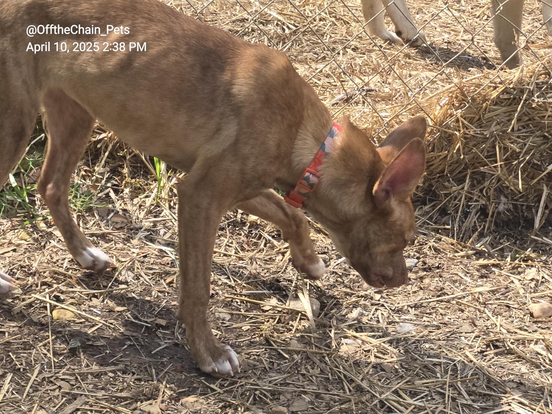 Enlarge Hazelnut, a Adoptable mixed breed in Toney, AL image 3/6