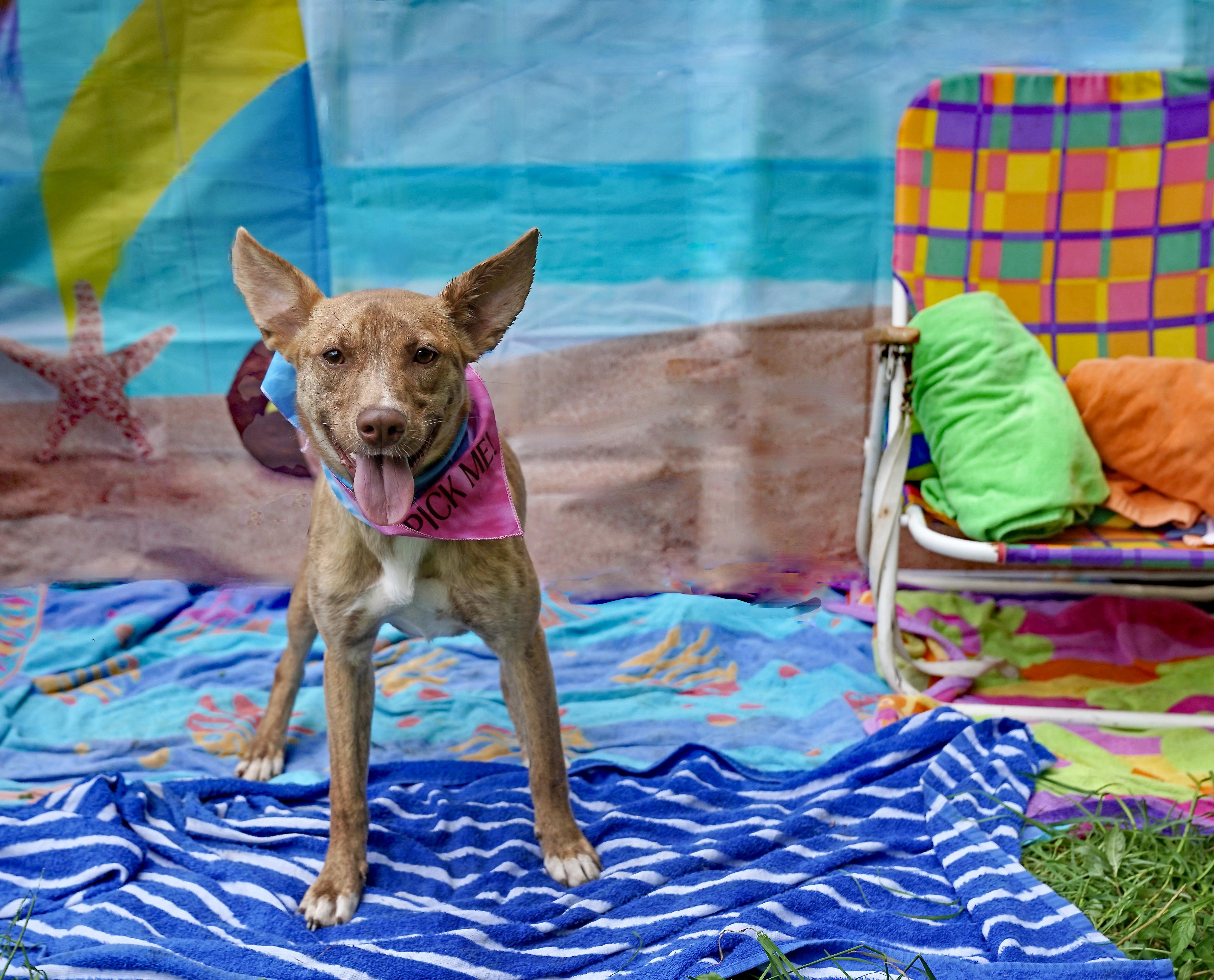 Enlarge Hazelnut, a Adoptable mixed breed in Toney, AL image 5/6