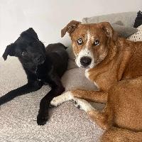 Stag, a ADOPTABLE mixed breed in St Catharines, ON image 2/6