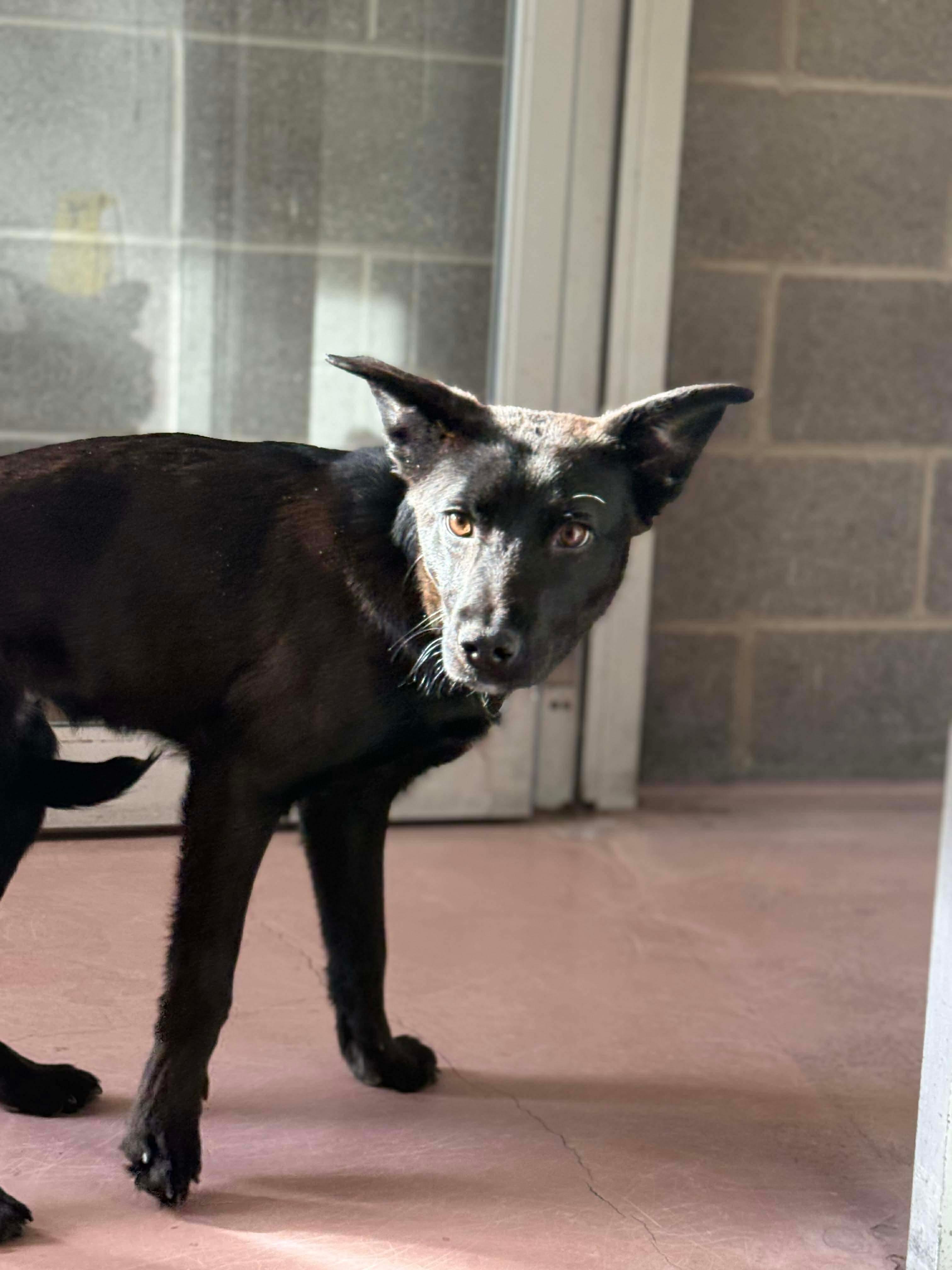 Stag, a ADOPTABLE mixed breed in St Catharines, ON image 3/6