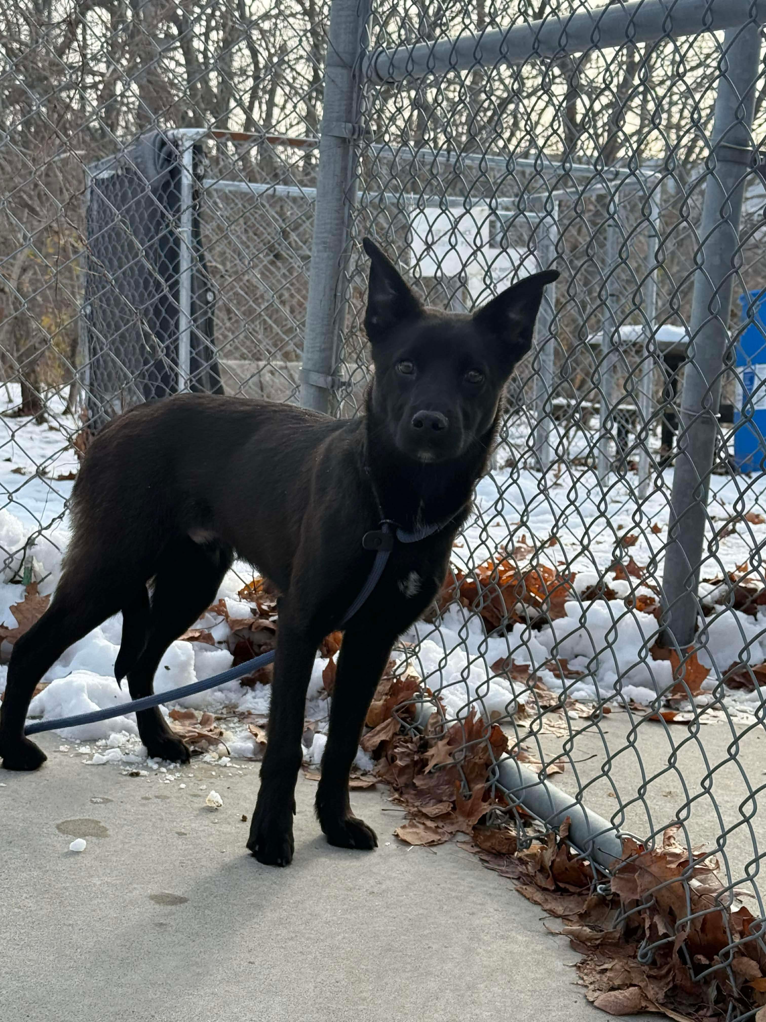 Stag, a ADOPTABLE mixed breed in St Catharines, ON image 4/6