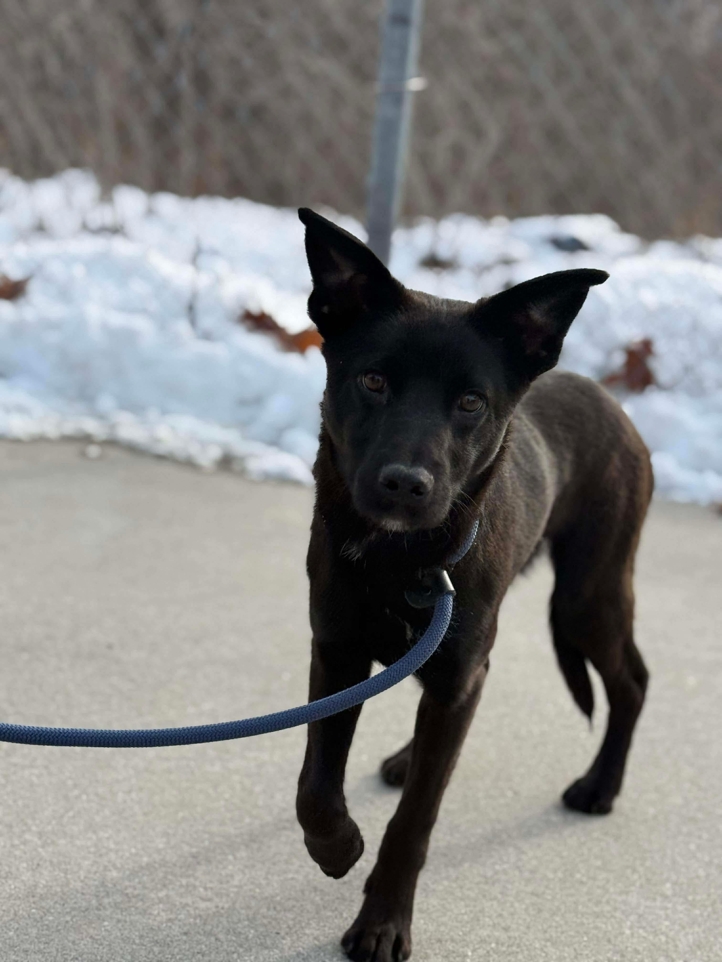 Stag, a ADOPTABLE mixed breed in St Catharines, ON image 5/6