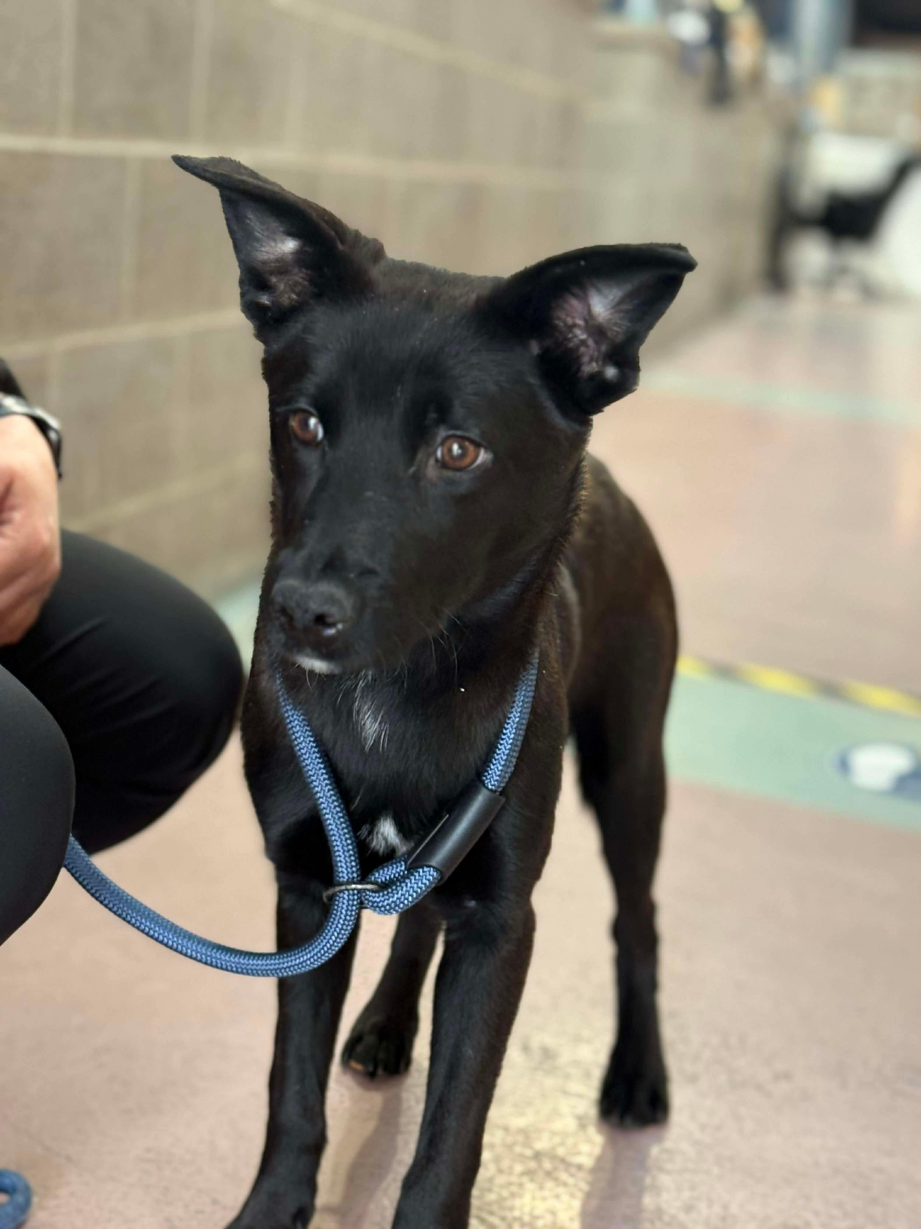 Stag, a ADOPTABLE mixed breed in St Catharines, ON image 6/6