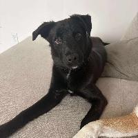 Stag, a ADOPTABLE mixed breed in St Catharines, ON image 1/6