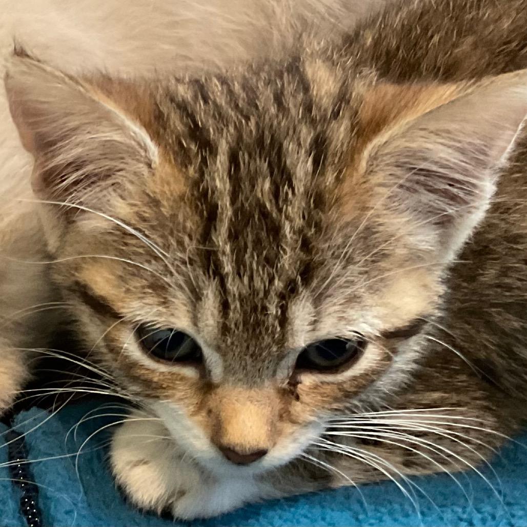 Zuri, Adoptable, Young Female Domestic Short Hair.