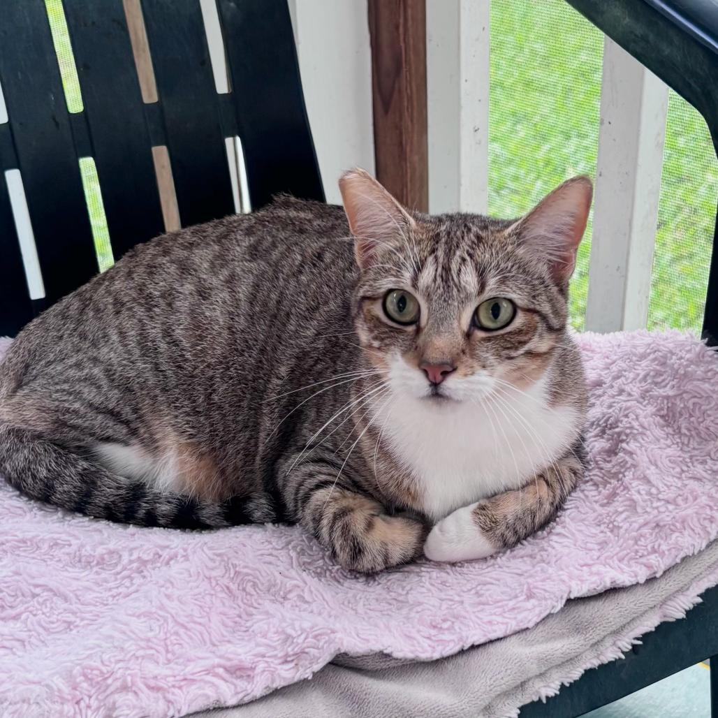 Enlarge Zuri, a Adoptable Domestic Short Hair in Volcano, HI image 2/3