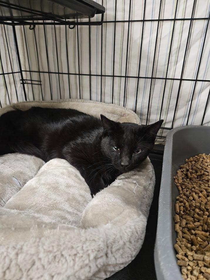 Monterey, Adoptable, Young Male Domestic Short Hair.