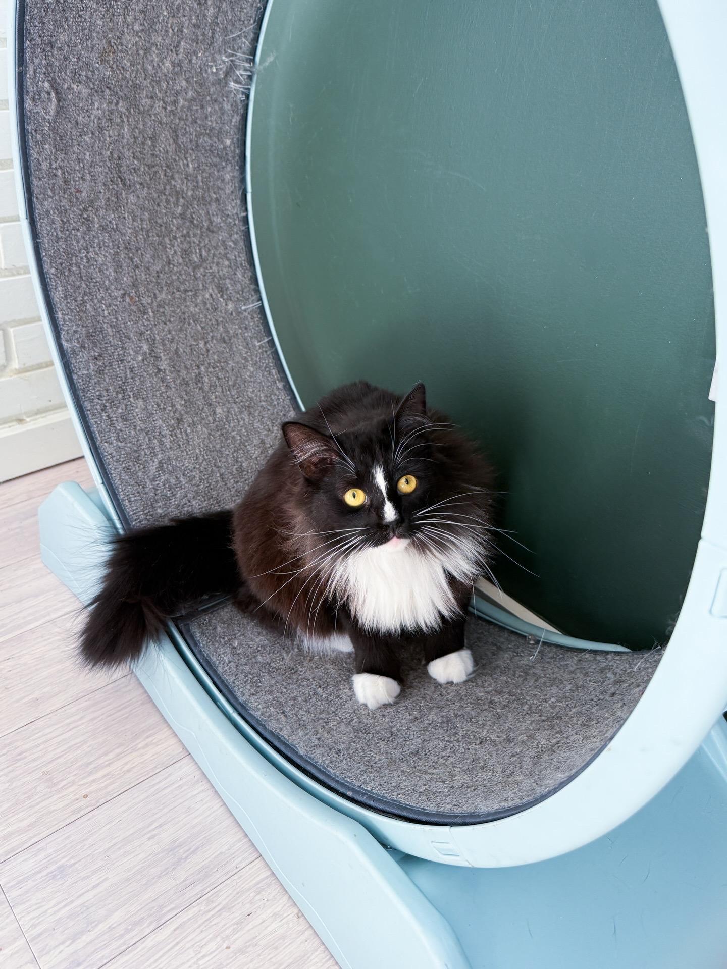 Dally, Adoptable, Adult Female Domestic Long Hair.