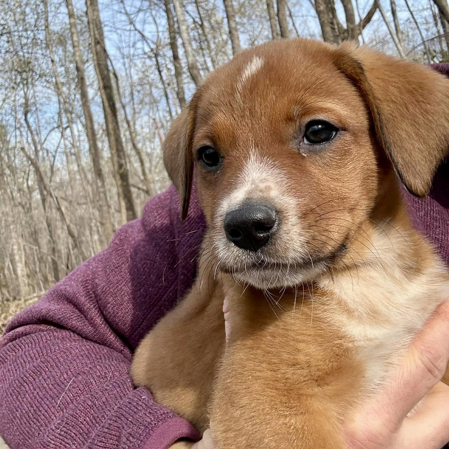 Caramel - Adoptable Pet | Petfinder | Petfinder