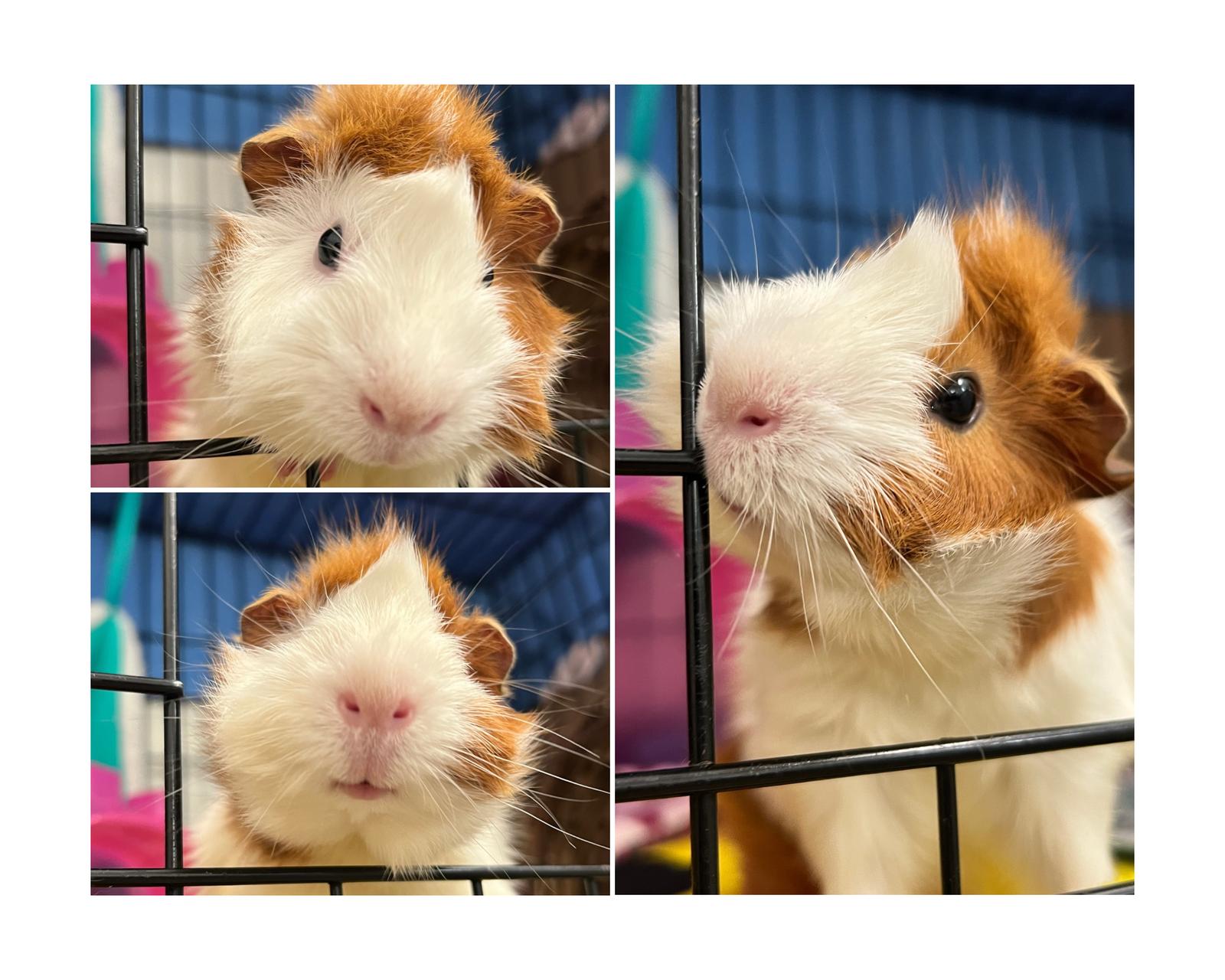 Enlarge Crouton, a Adoptable Guinea Pig in Whitehall, PA image 1/1