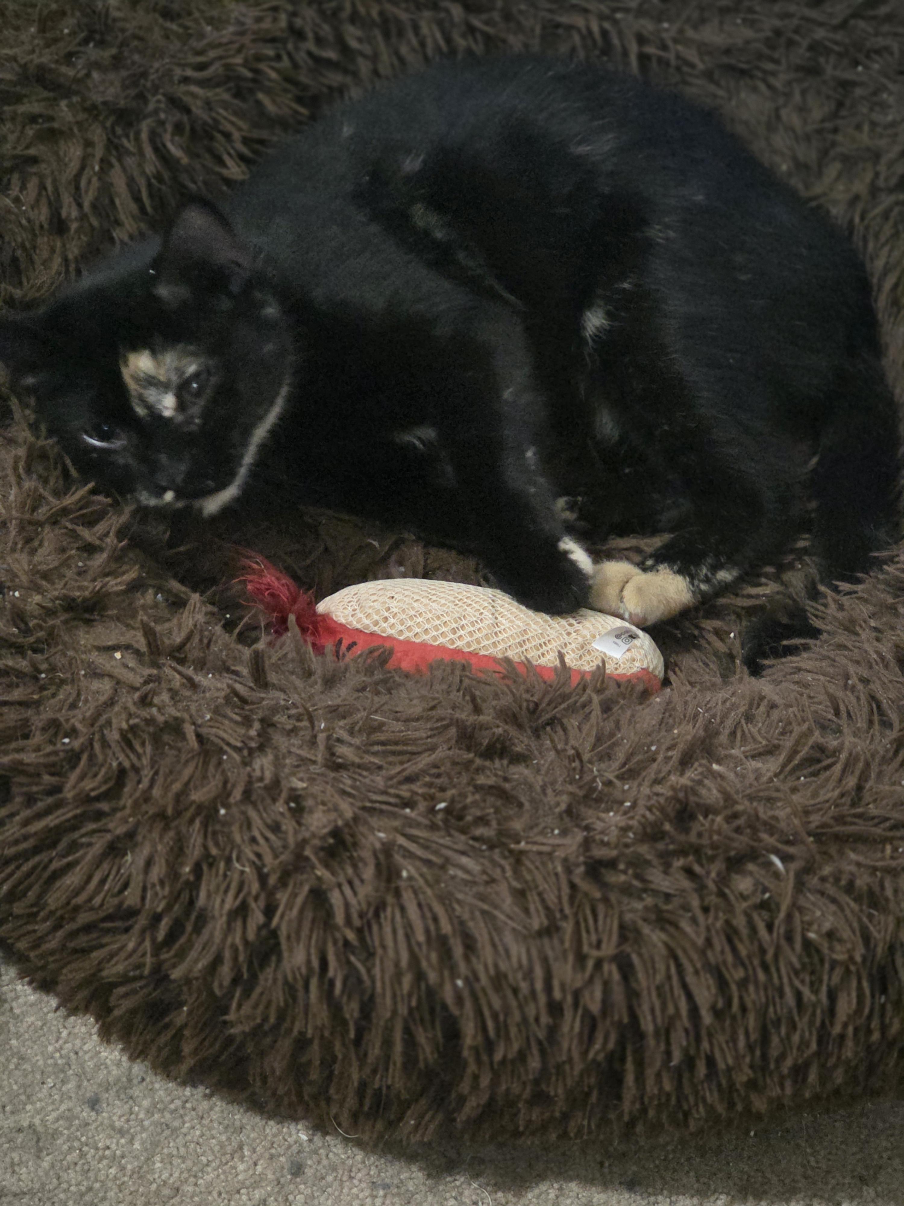 Enlarge Mischief, a ADOPTABLE Tortoiseshell in Rochester, NY image 4/6