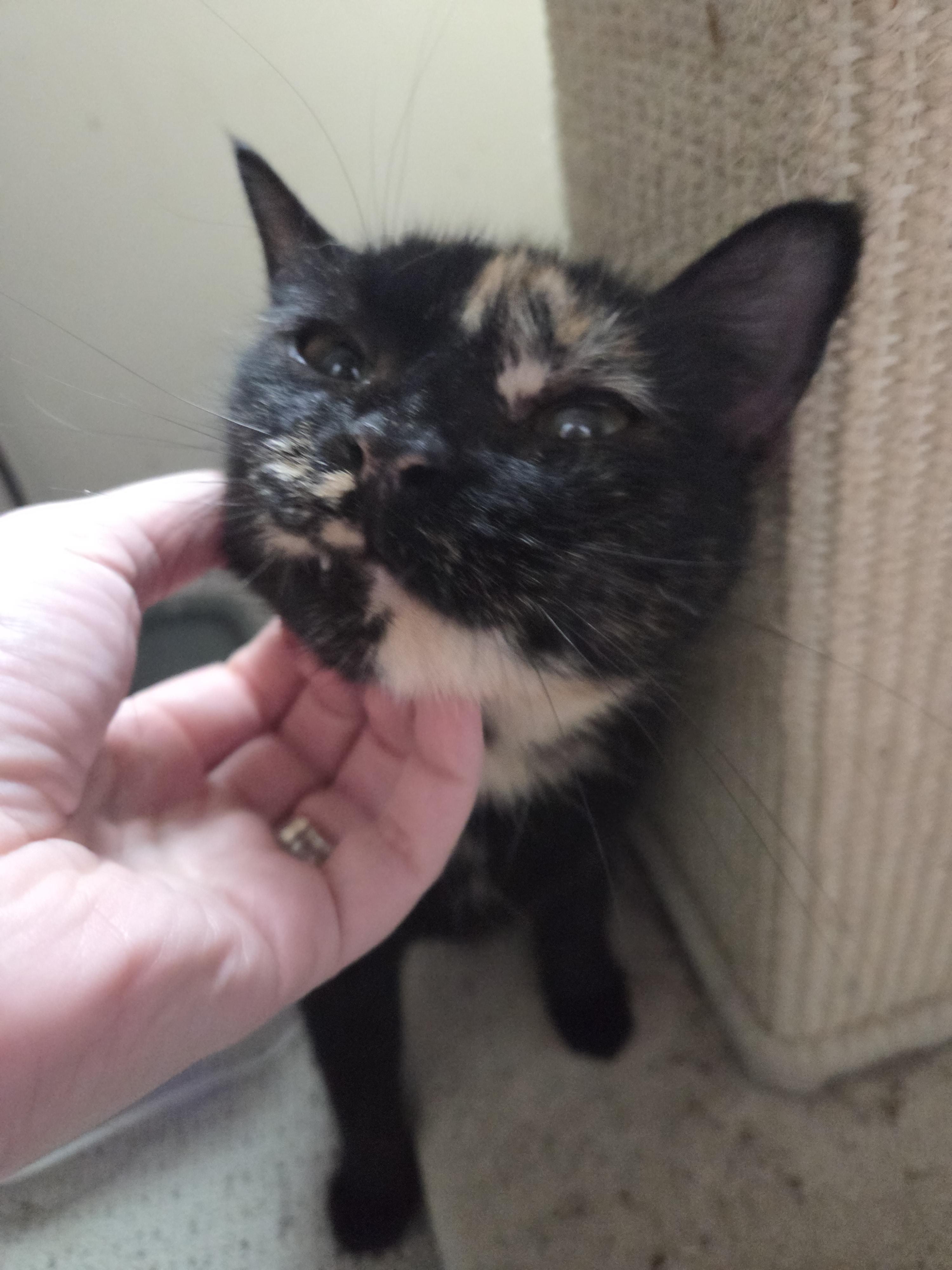 Enlarge Mischief, a ADOPTABLE Tortoiseshell in Rochester, NY image 2/6