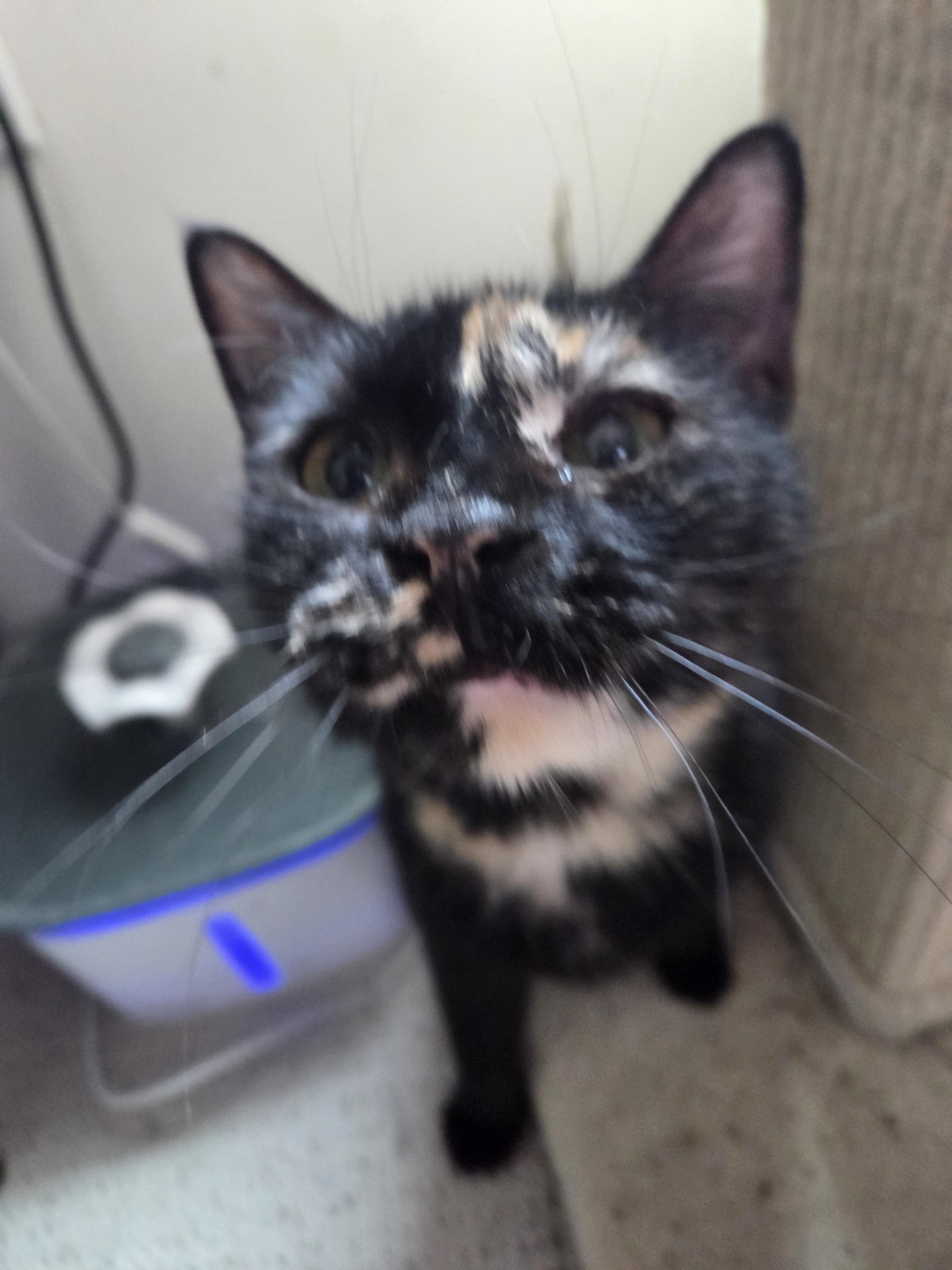 Enlarge Mischief, a ADOPTABLE Tortoiseshell in Rochester, NY image 6/6