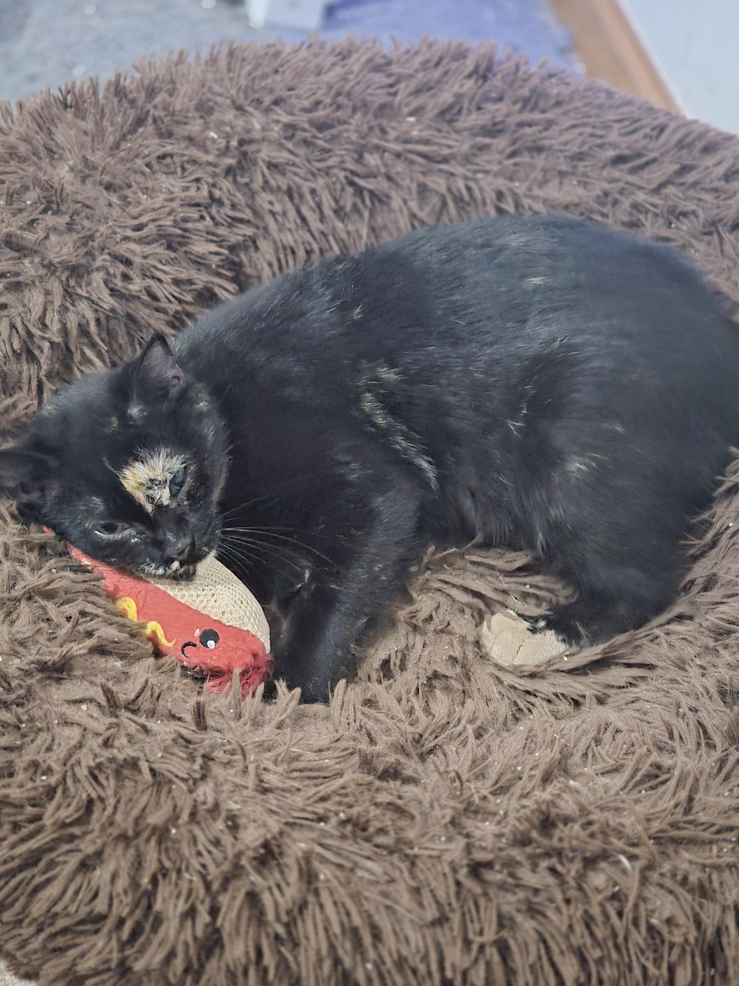 Mischief, ADOPTABLE, Adult Female Tortoiseshell.