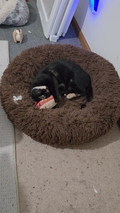 Enlarge Mischief, a ADOPTABLE Tortoiseshell in Rochester, NY video 3/6