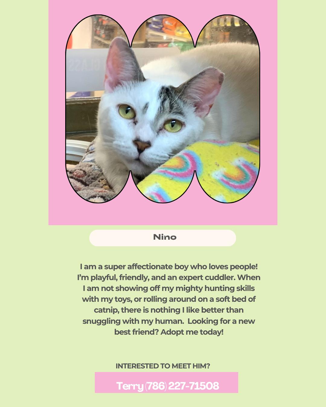 Enlarge Nino, a Adoptable Domestic Short Hair in Miami, FL image 2/3