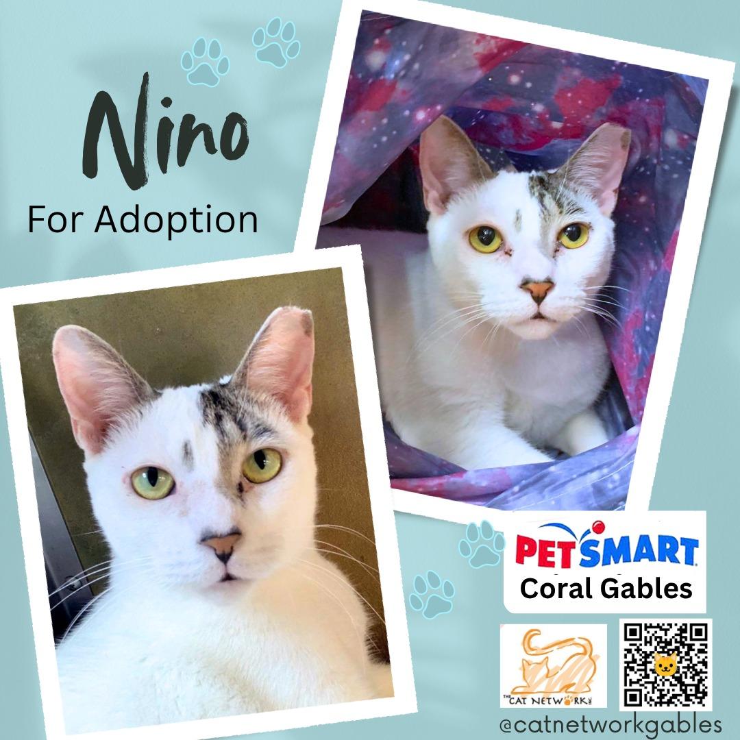 Enlarge Nino, a Adoptable Domestic Short Hair in Miami, FL image 3/3