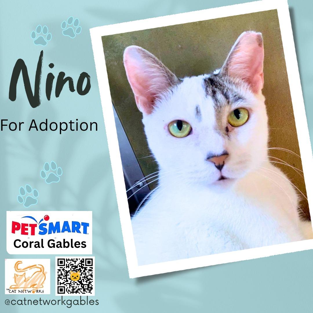 Enlarge Nino, a Adoptable Domestic Short Hair in Miami, FL image 1/3