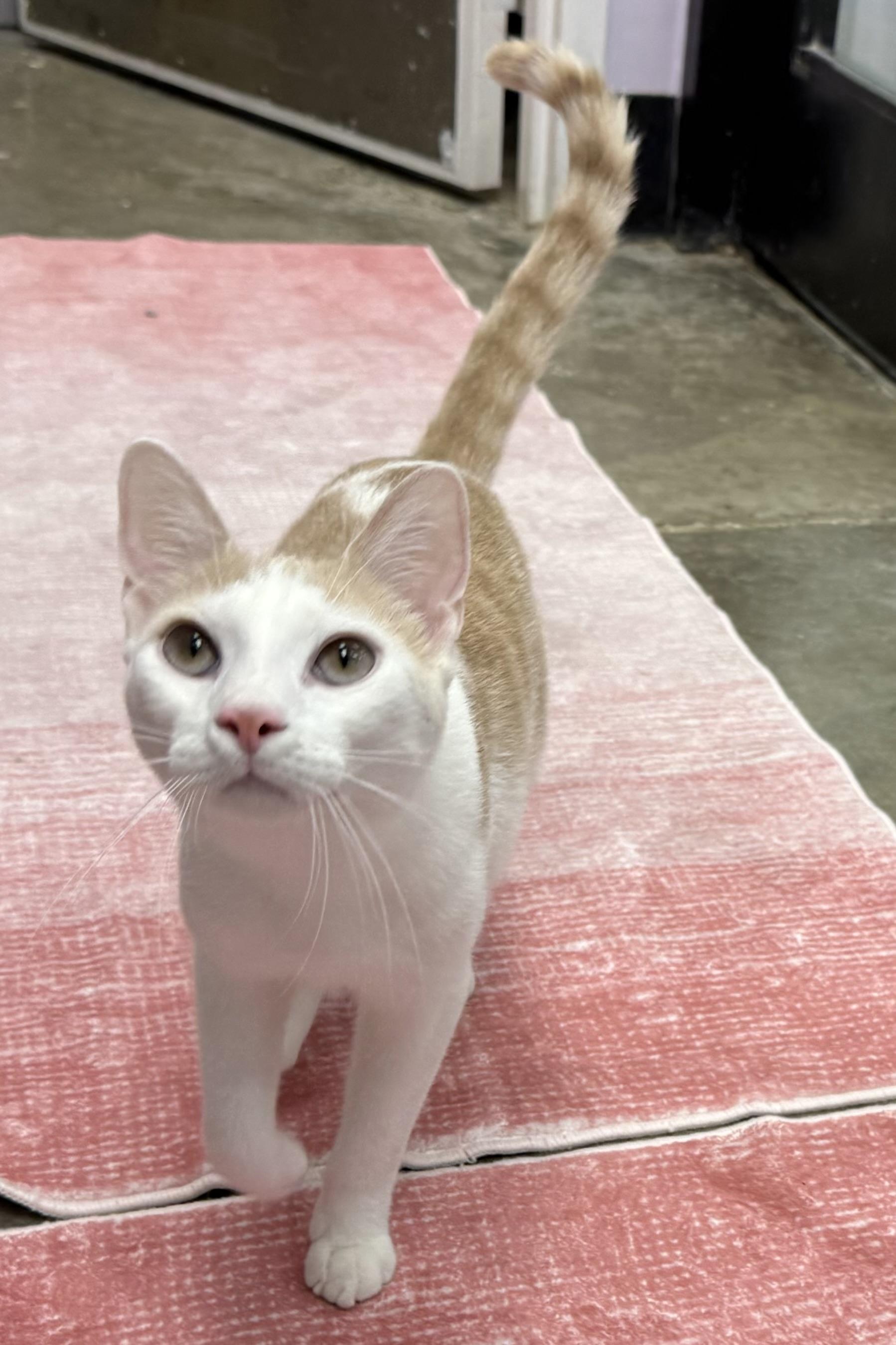 Bobbin, a Adoptable Domestic Short Hair in Plant City, FL image 2/4