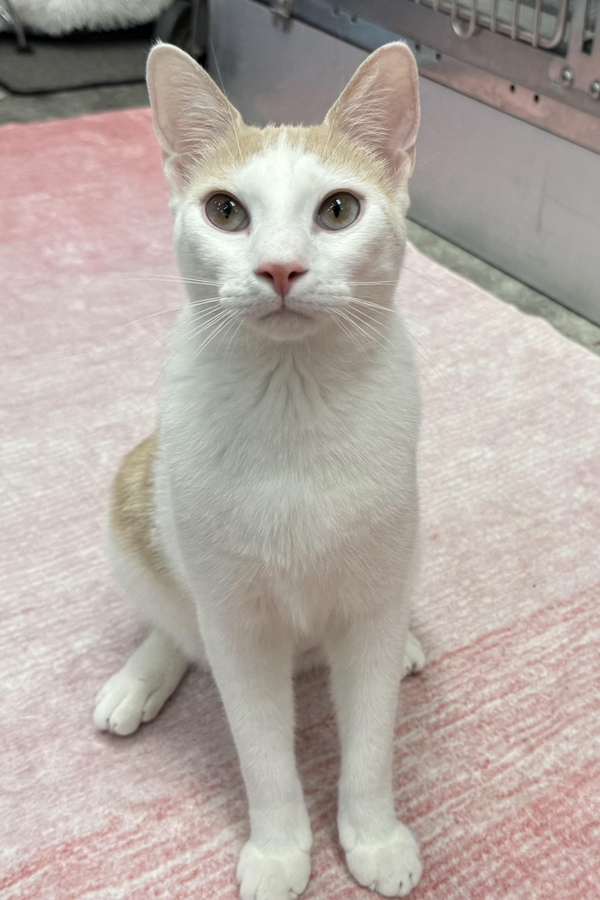 Bobbin, a Adoptable Domestic Short Hair in Plant City, FL image 1/4