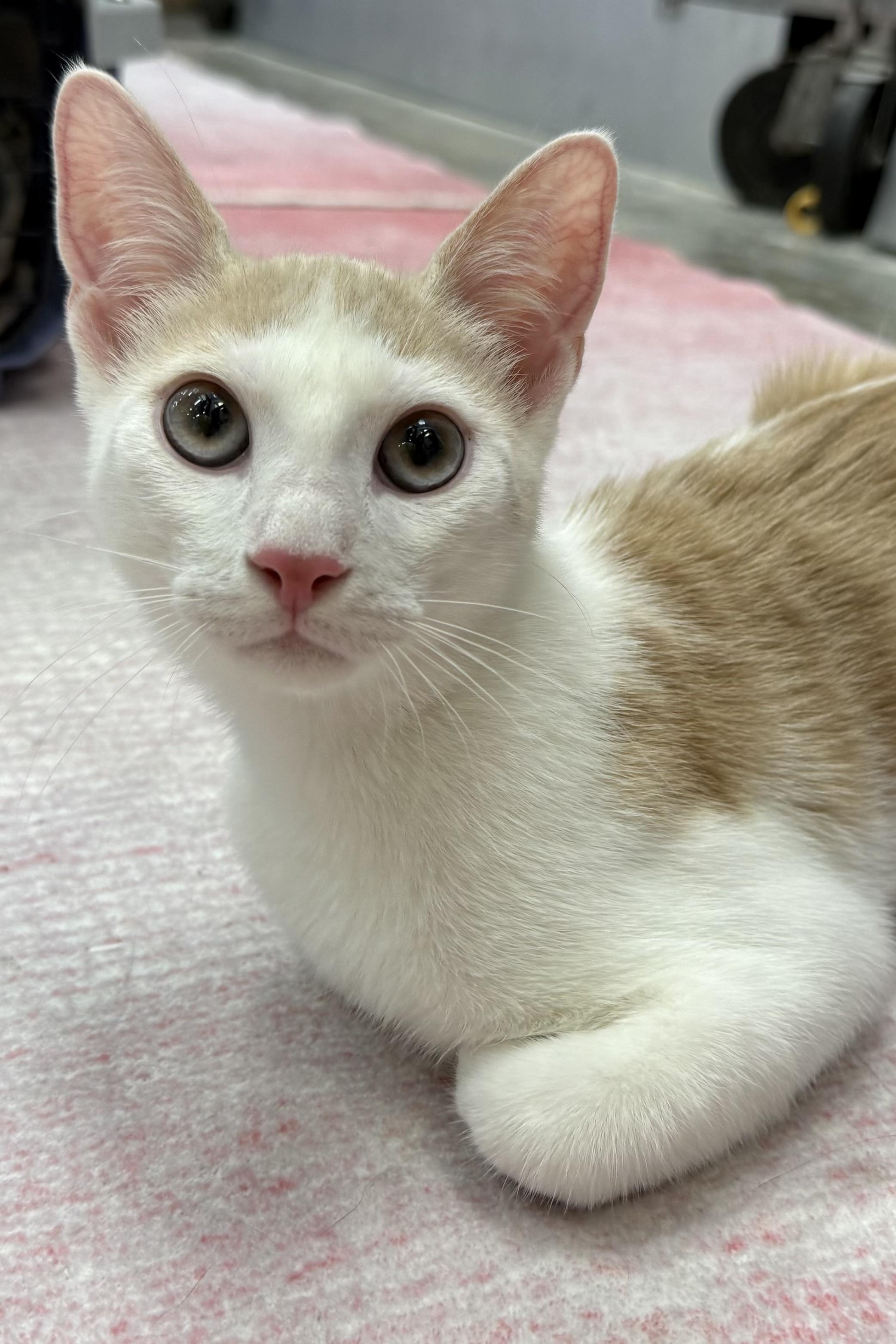 Bobbin, a Adoptable Domestic Short Hair in Plant City, FL image 3/4