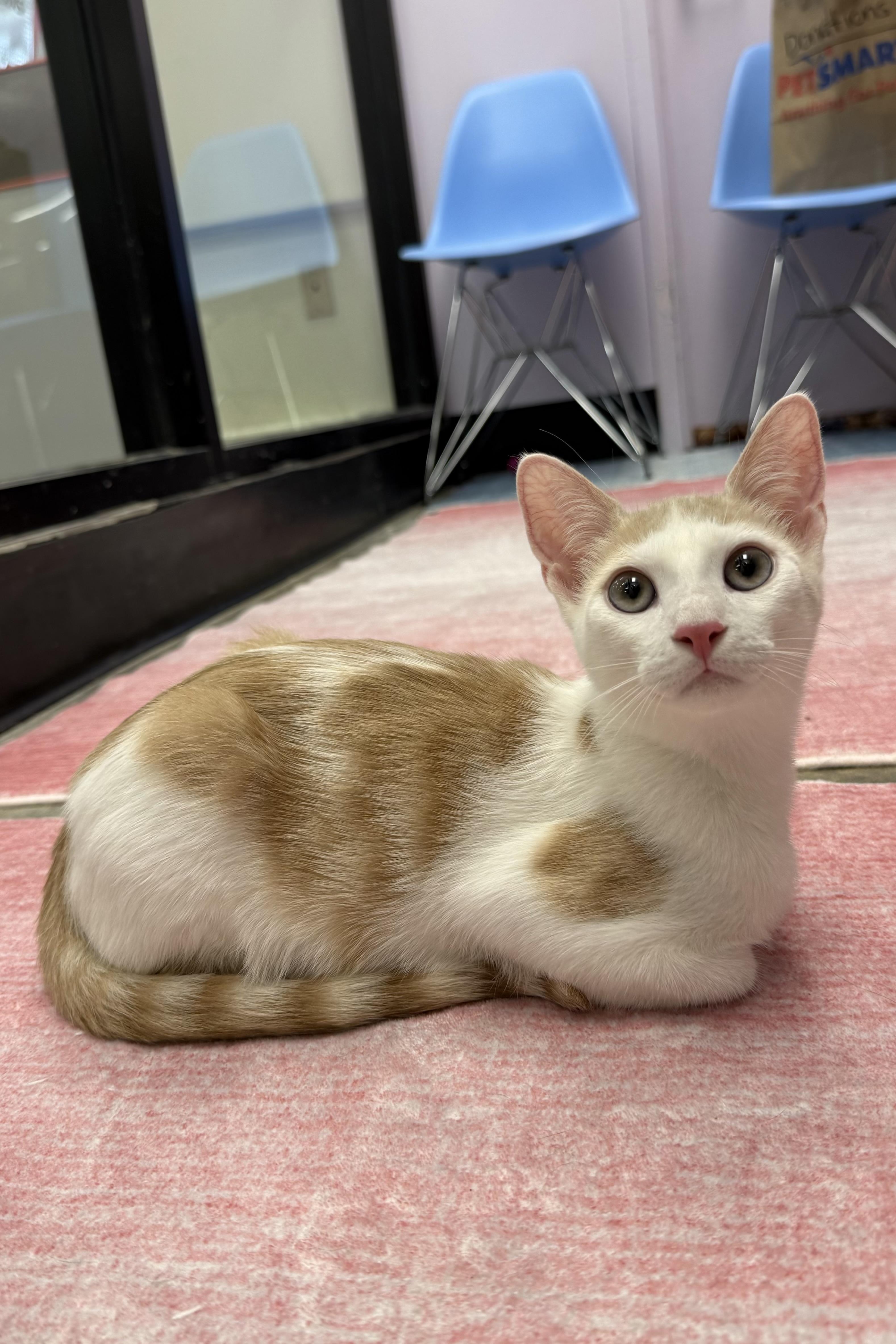 Bobbin, a Adoptable Domestic Short Hair in Plant City, FL image 4/4