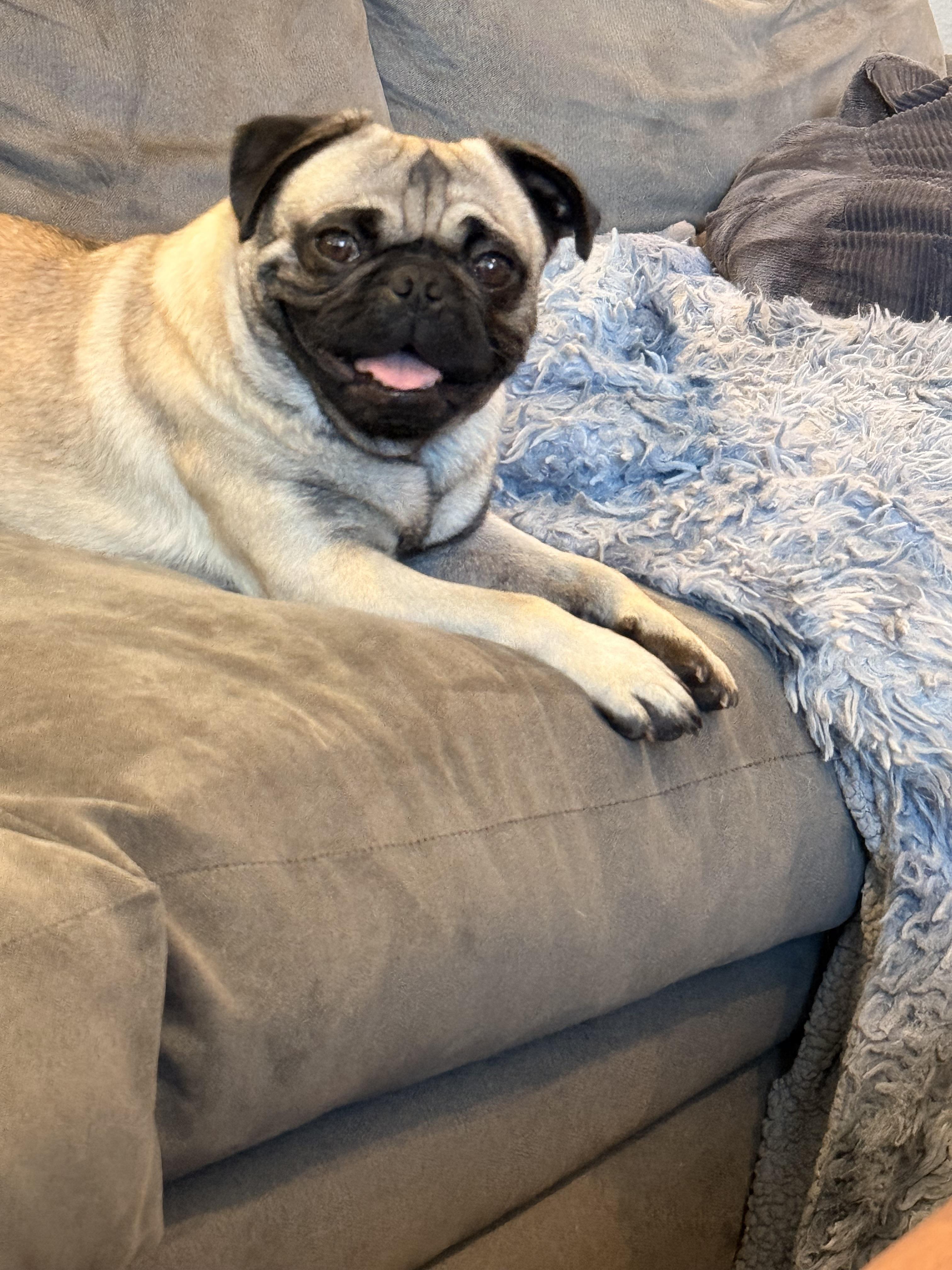 Enlarge Hobbes, an adopted Pug in Poway, CA image 1/1