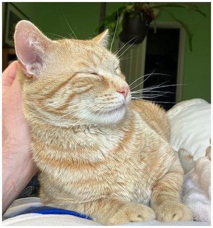 Pico, a Adoptable mixed breed image 1/3