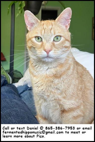 Pico, Adoptable, Adult Male Tabby & Domestic Short Hair.
